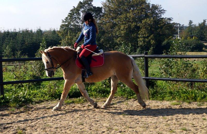 Haflinger Rascitta billede 4