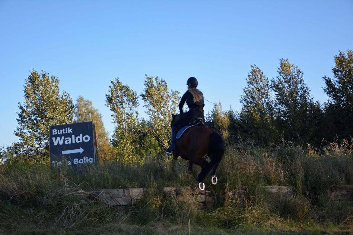 Anden særlig race Steven Seagal (Baby Drengen) billede 19