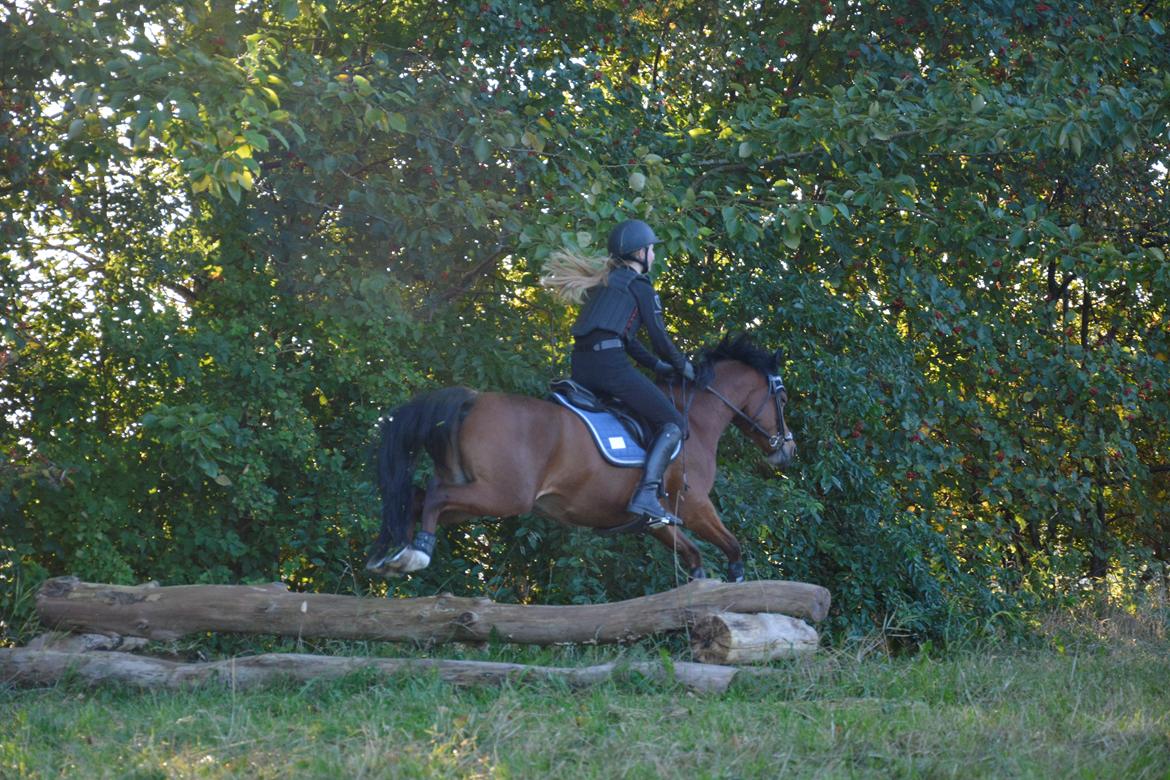 Anden særlig race Steven Seagal (Baby Drengen) billede 11