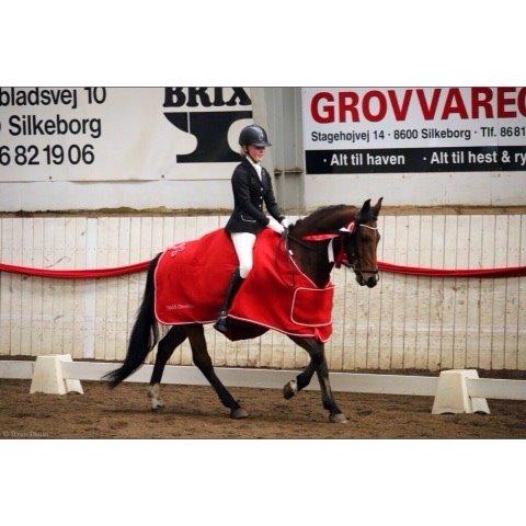 DSP Kenobi - Vinder af Stald-Direkte MAXI-cup 2015 billede 2