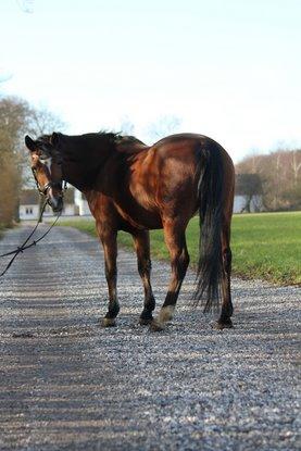 Tysk Sportspony Damaris T <3 - Ja pony - det er den her vej:) billede 9