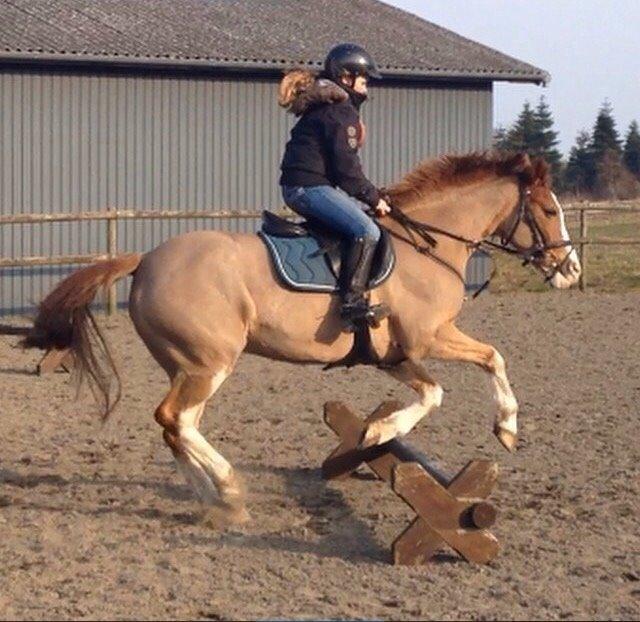 Anden særlig race Misty billede 1