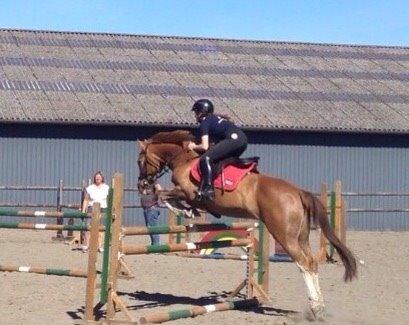 Anden særlig race Misty billede 3