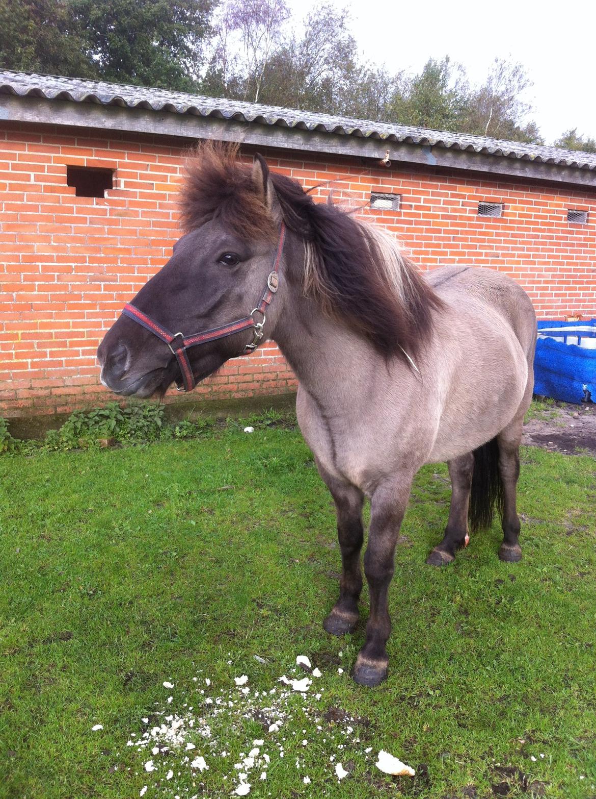 Islænder Móses Fra Sjónarhóli billede 12