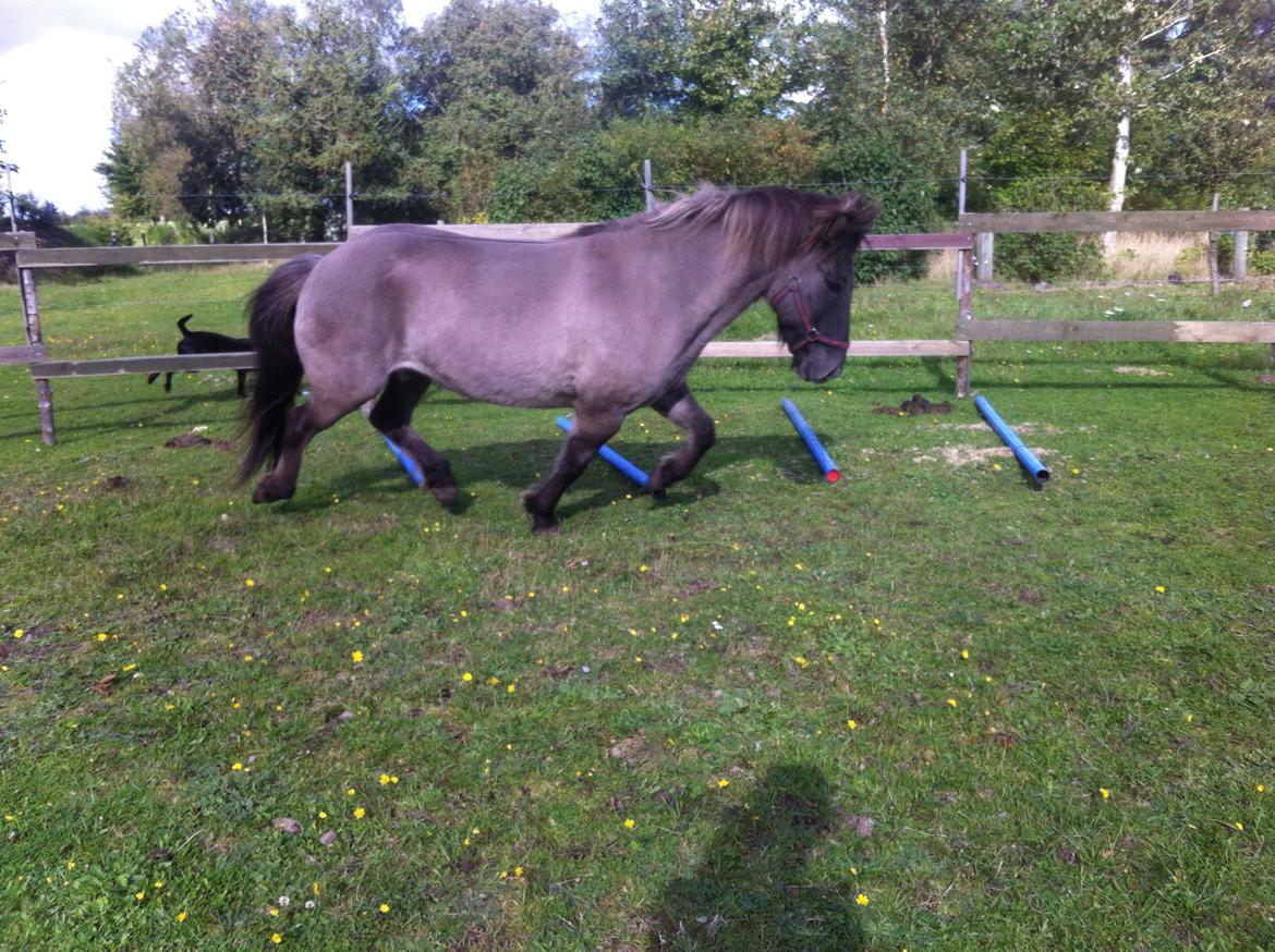 Islænder Móses Fra Sjónarhóli billede 15