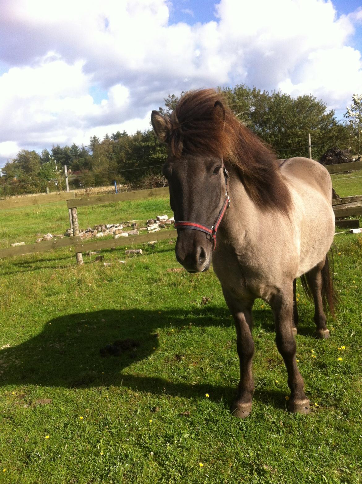 Islænder Móses Fra Sjónarhóli billede 20