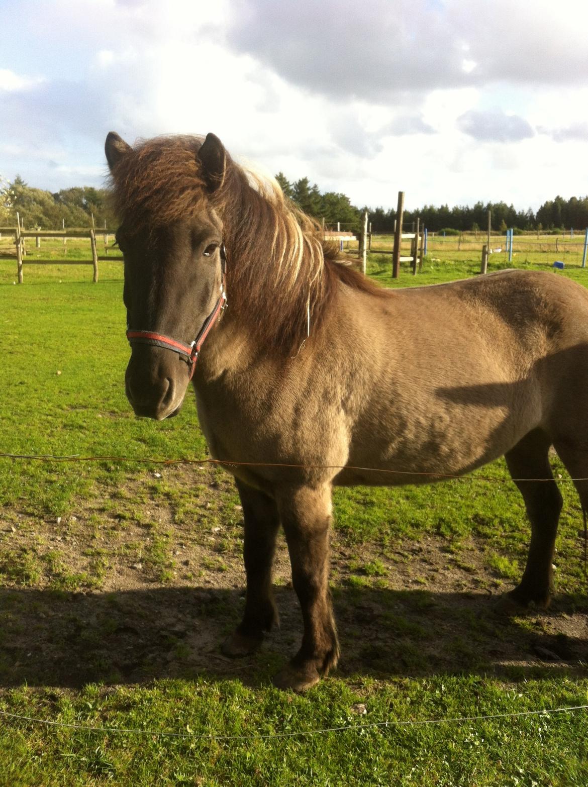 Islænder Móses Fra Sjónarhóli billede 14