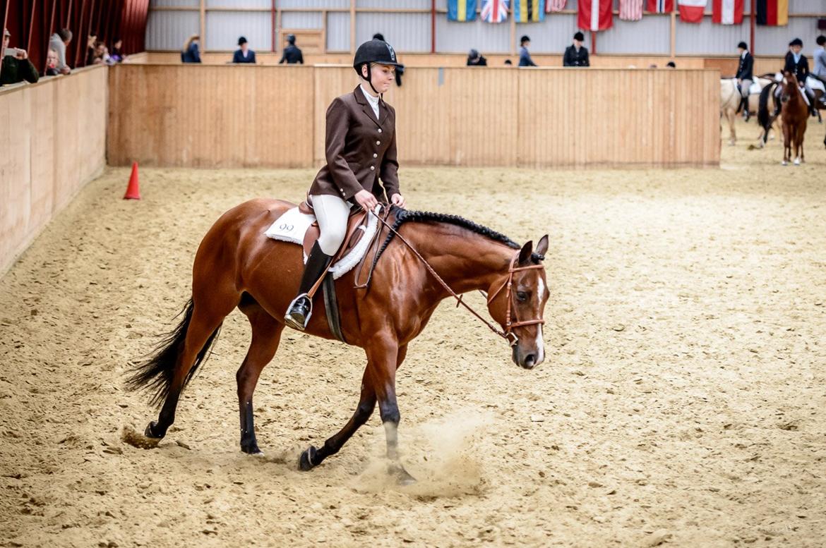 Quarter Tag This Chic - DKQHA Danmarksmesterskaber 2015 - hunt seat equitation billede 4