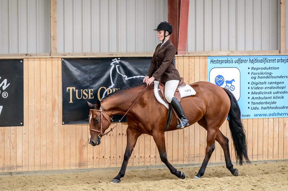 Quarter Tag This Chic - DKQHA DM 2015 - hunter u. saddle. billede 14