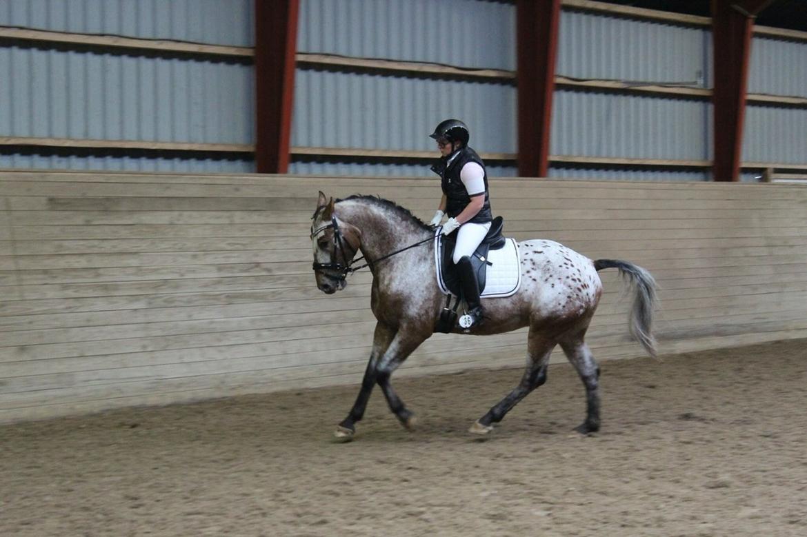 Anden særlig race Titon - Kong Triton SOLGT billede 24