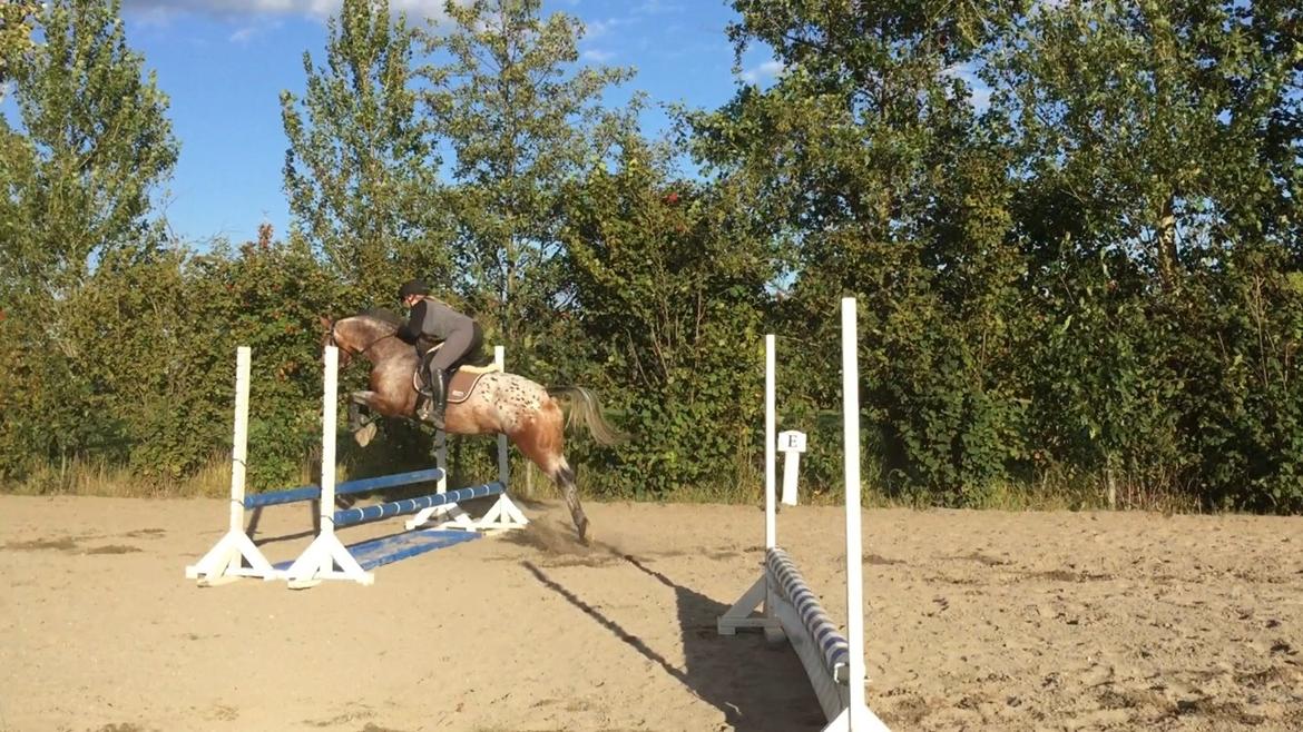 Anden særlig race Titon - Kong Triton SOLGT billede 23