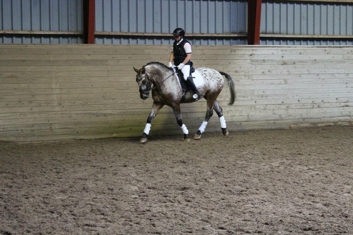 Anden særlig race Titon - Kong Triton SOLGT billede 26