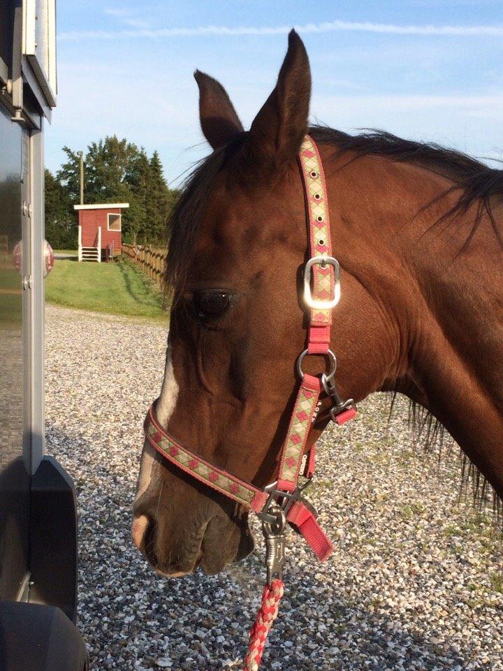 Arabisk fuldblod (OX) Deva billede 9
