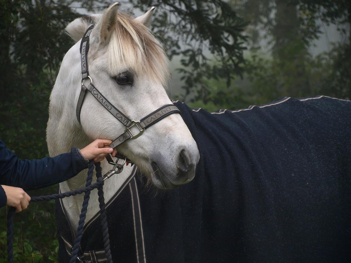 Fjordhest Lyngholms Arcon billede 36