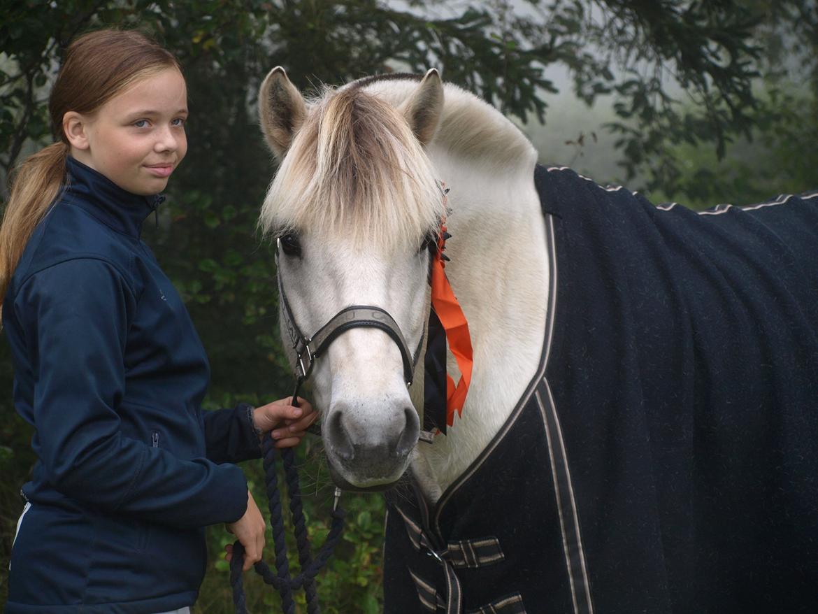 Fjordhest Lyngholms Arcon billede 2