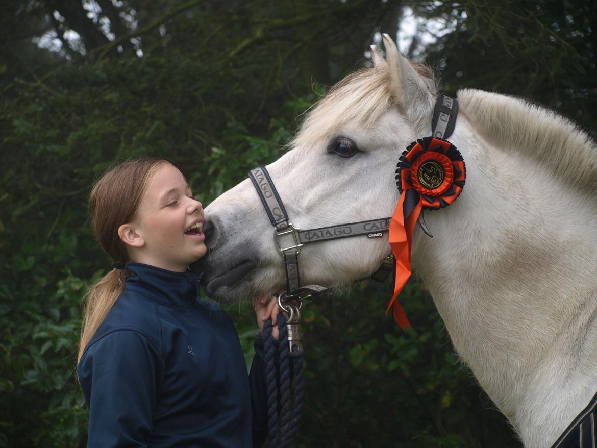 Fjordhest Lyngholms Arcon billede 20