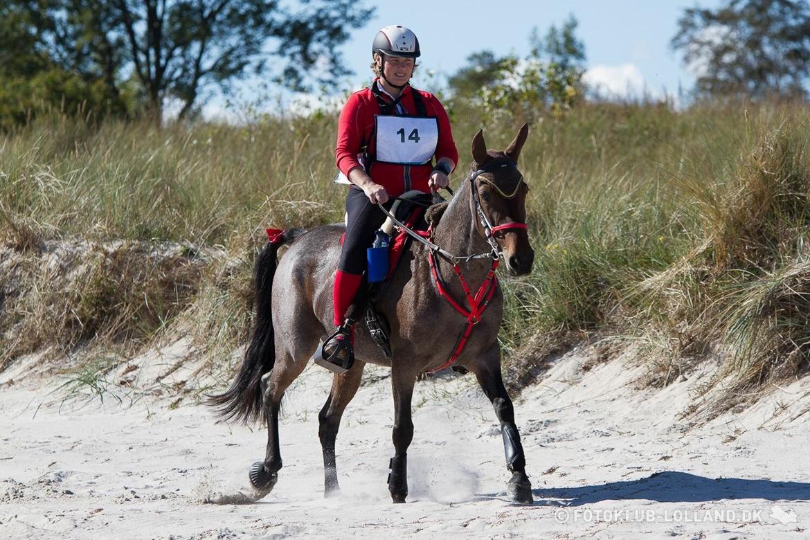 Standardbred Racing devil - Travridtet 2015 billede 7