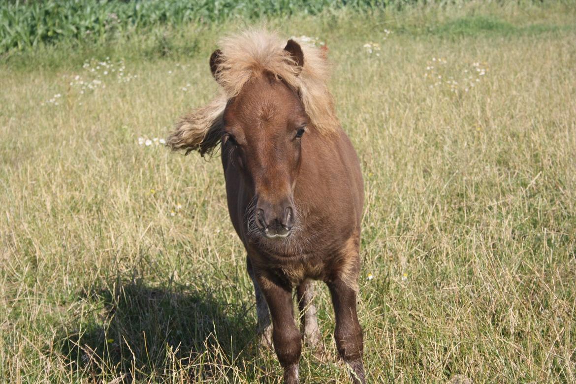 Shetlænder Baks Sansa billede 2