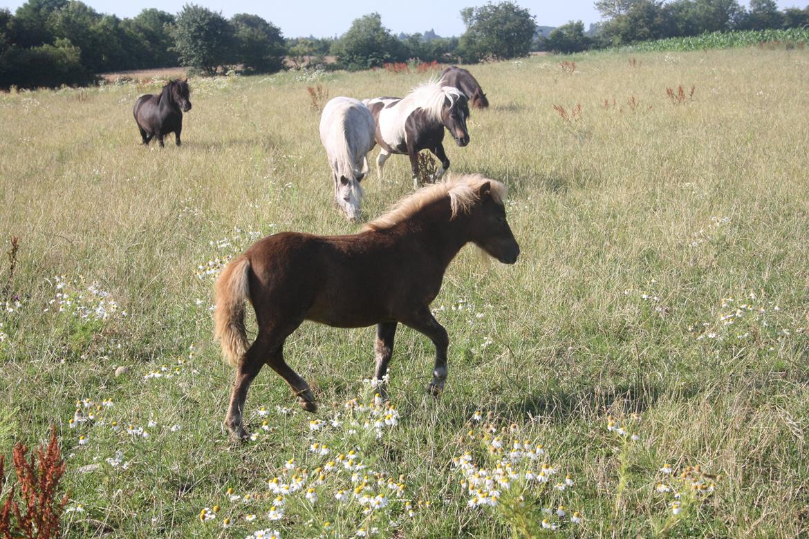 Shetlænder Baks Sansa billede 4