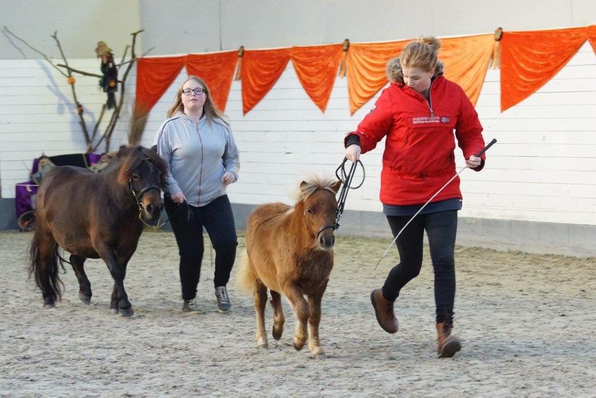 Shetlænder Baks Sansa - Oktobershow 03.10.15 billede 6