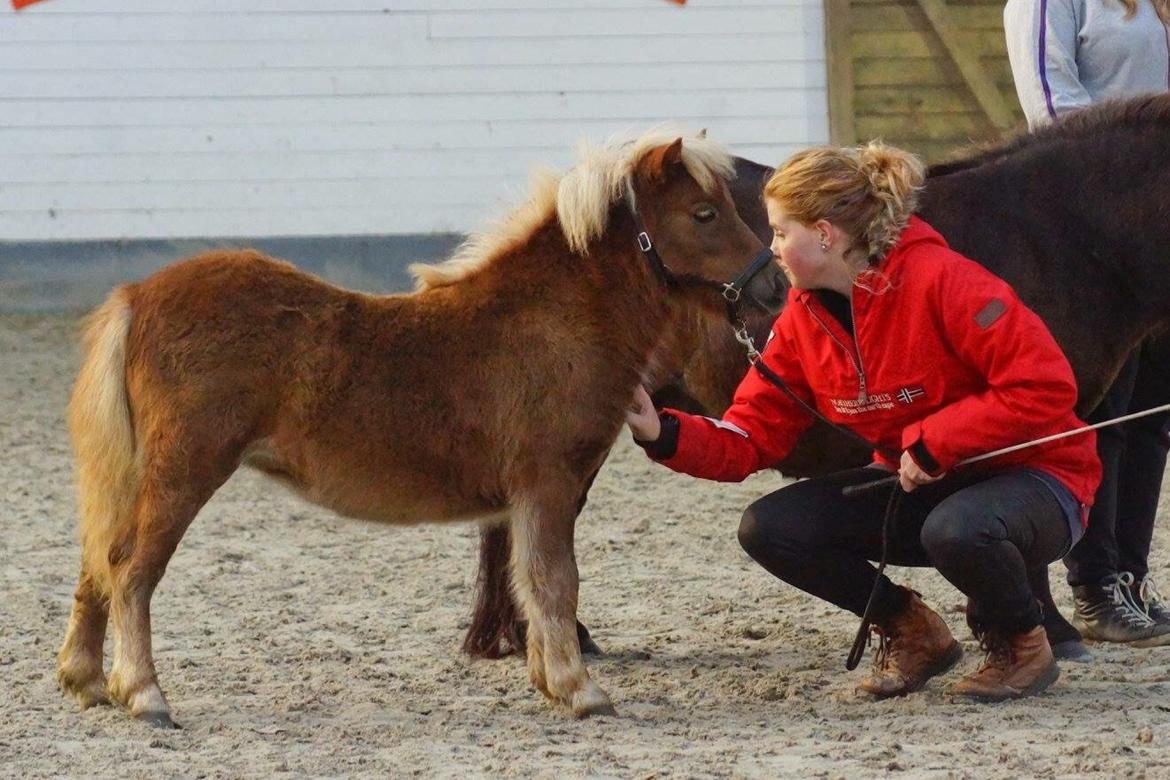 Shetlænder Baks Sansa - Oktobershow 03.10.15 billede 7