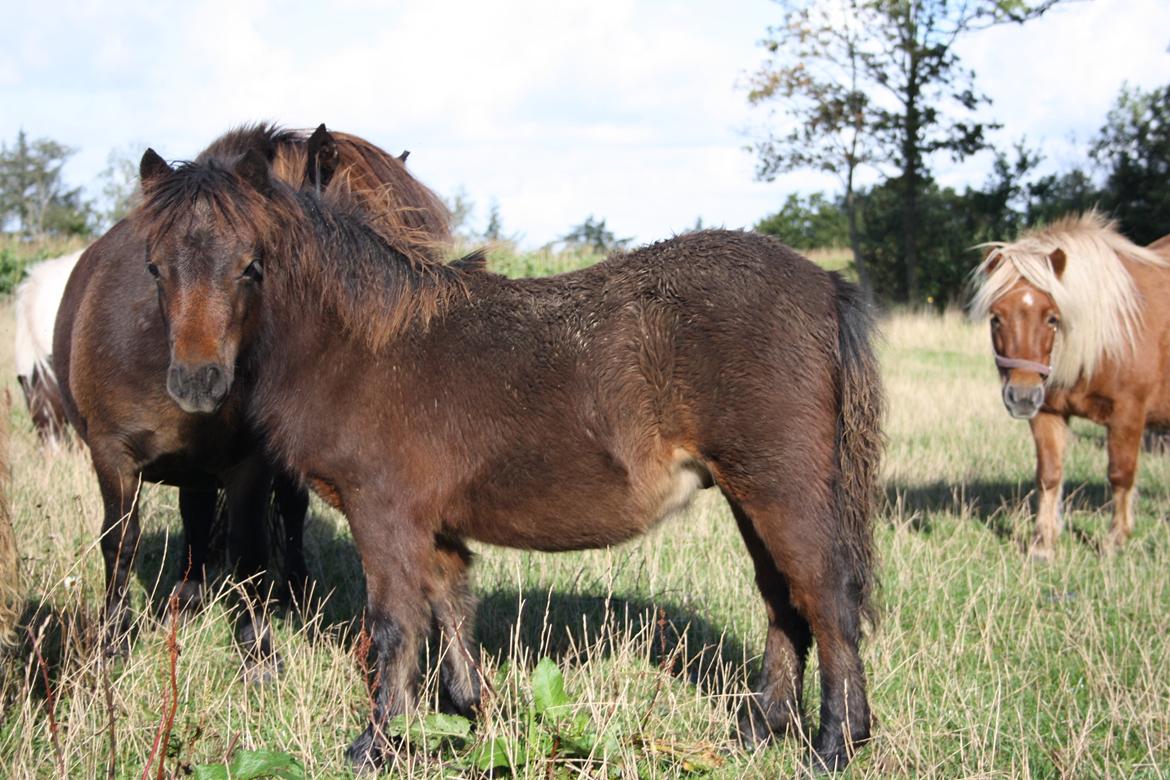 Shetlænder Baks Zayn billede 1