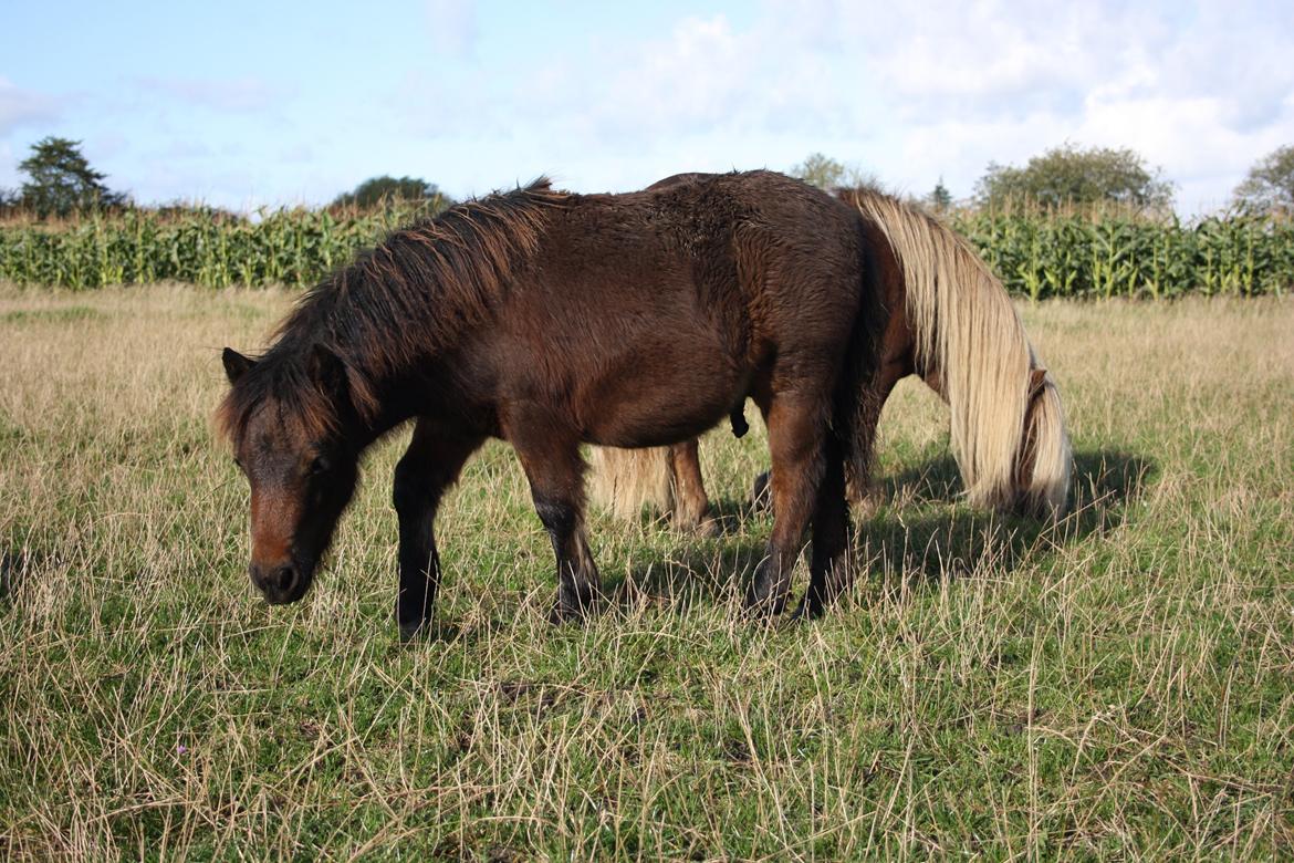 Shetlænder Baks Zayn billede 2