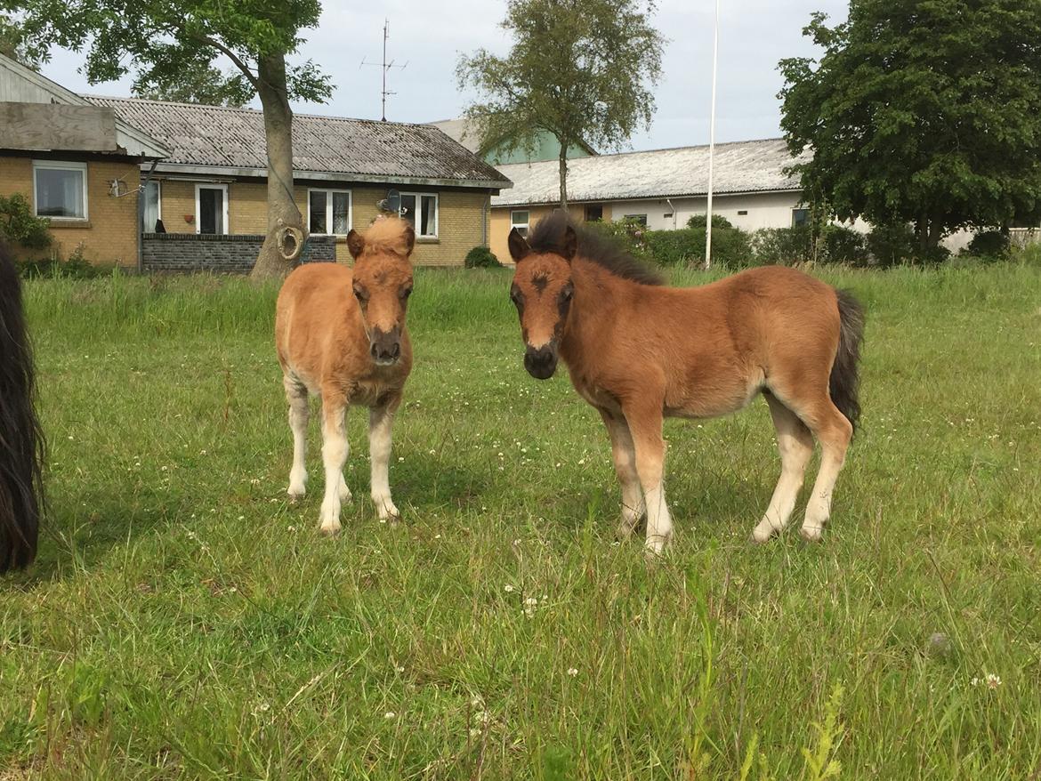 Shetlænder Baks Zayn billede 4