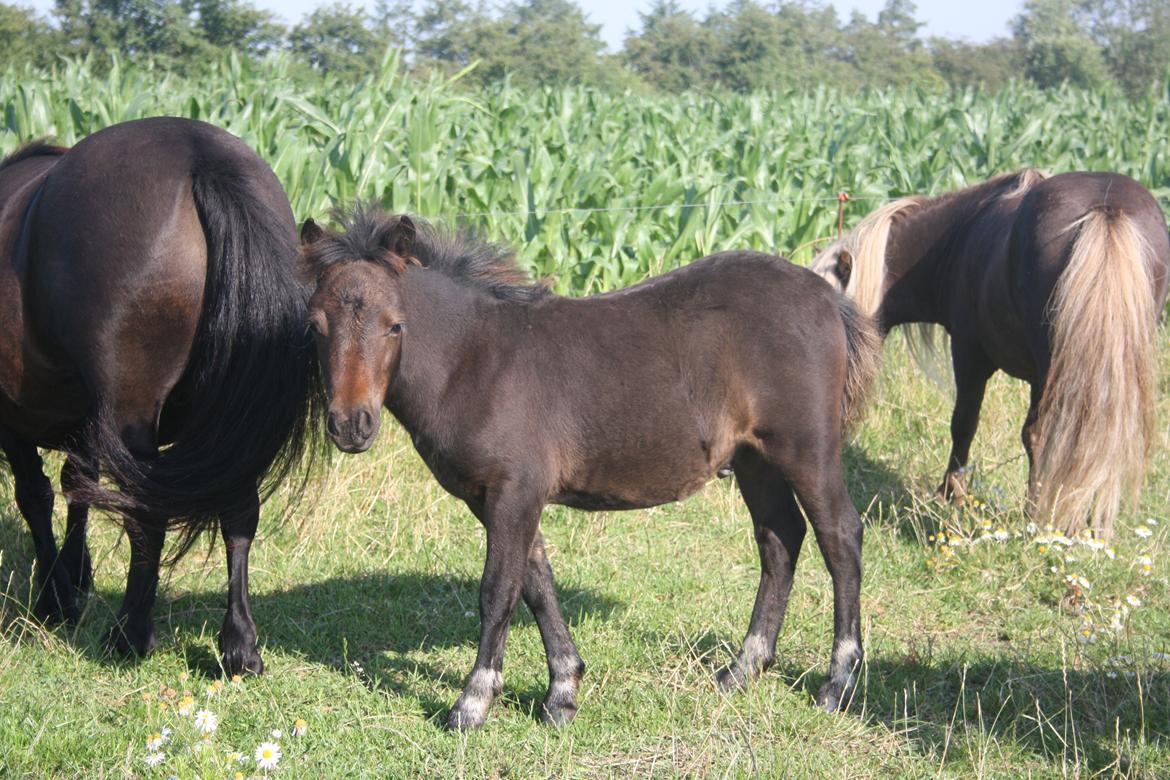 Shetlænder Baks Zayn billede 5