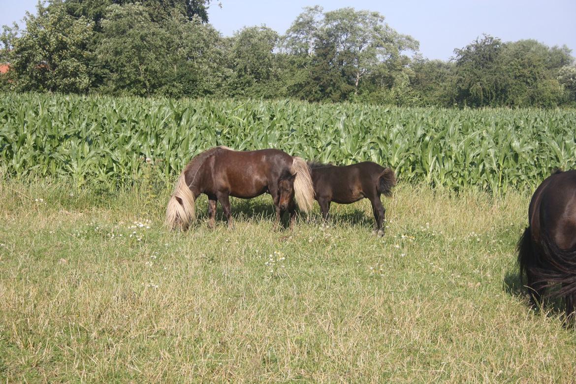 Shetlænder Baks Zayn billede 8