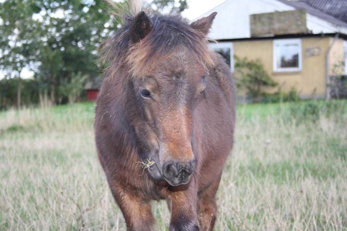 Shetlænder Baks Zayn billede 3