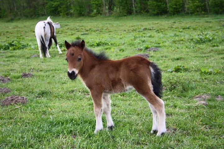 Shetlænder Baks Zayn billede 9