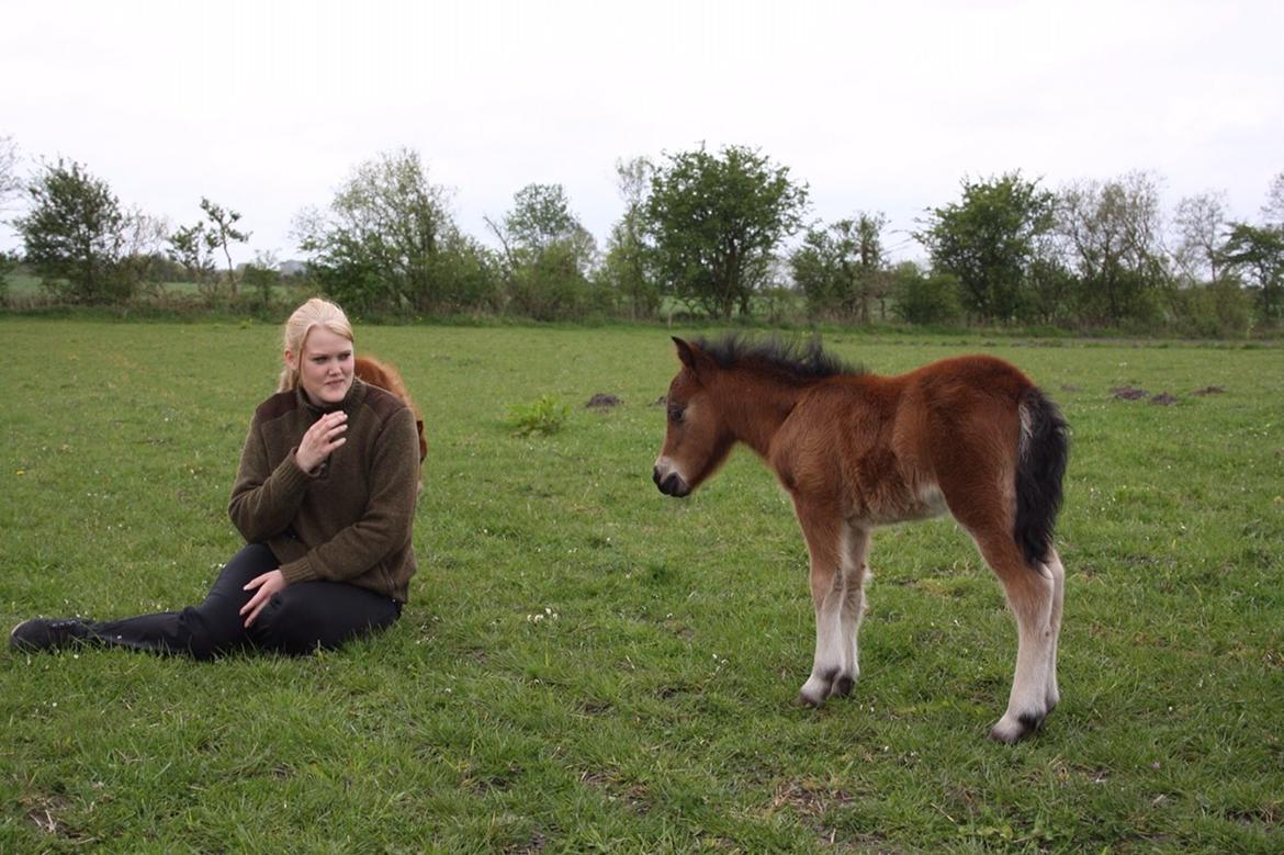 Shetlænder Baks Zayn billede 7