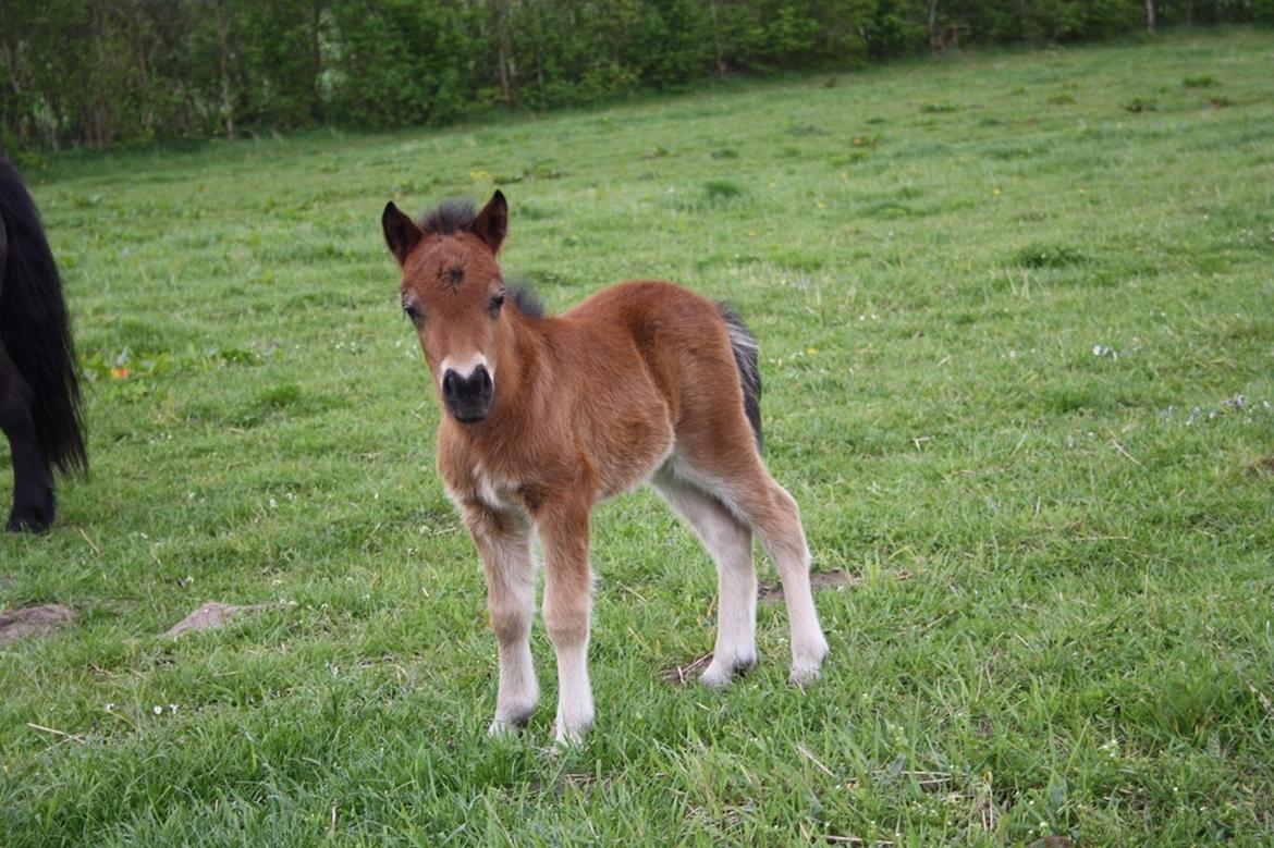 Shetlænder Baks Zayn billede 6