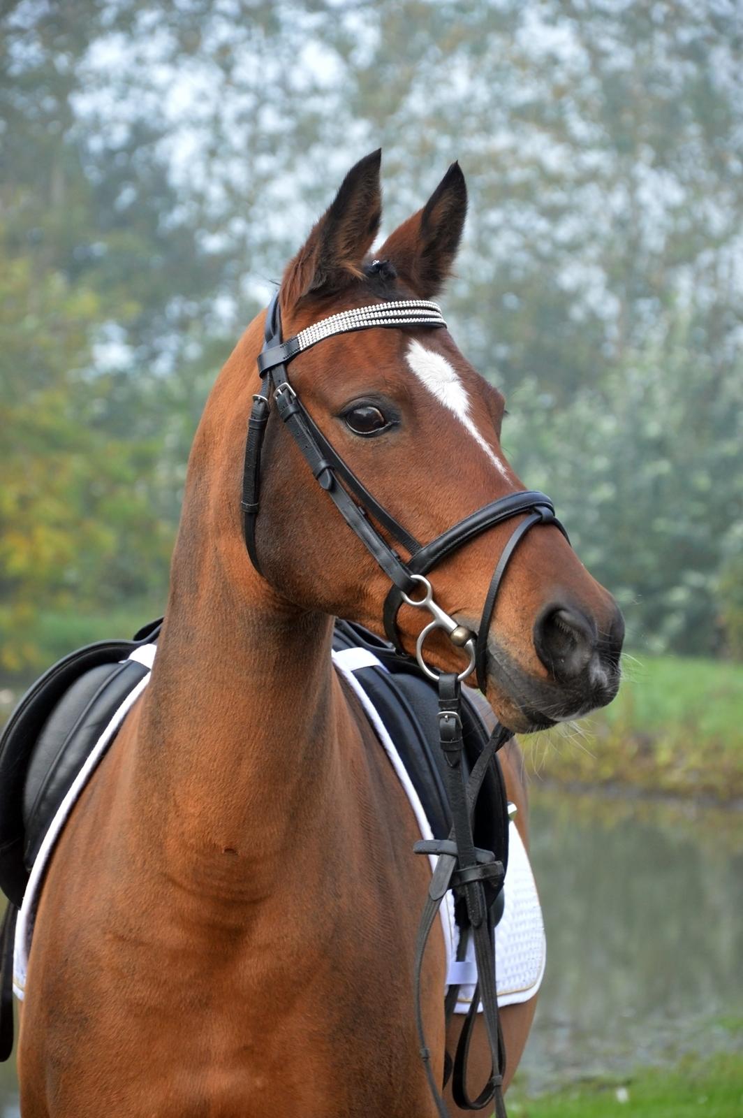 Anden særlig race Cassiopeia billede 1