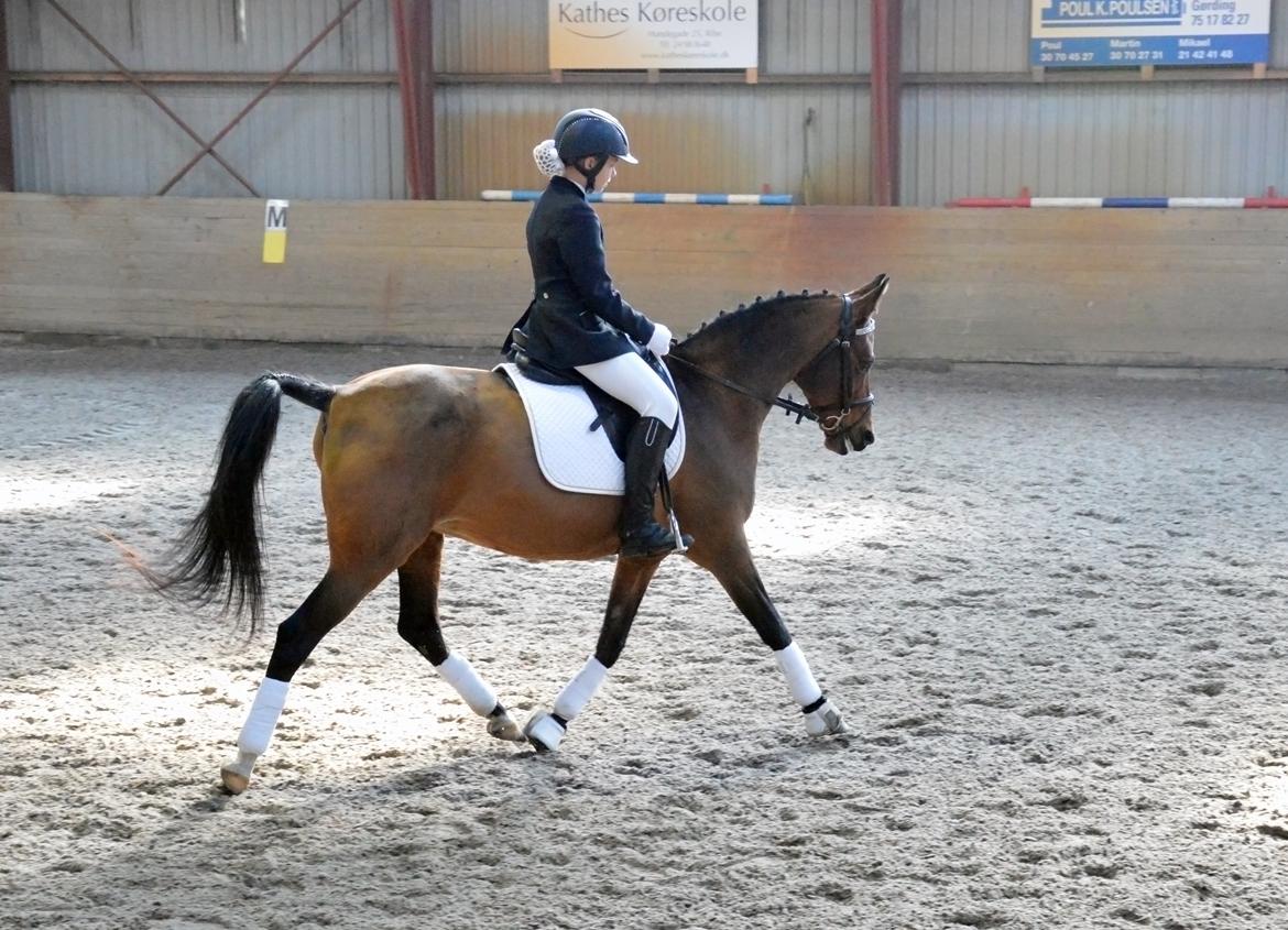 Anden særlig race Cassiopeia billede 11