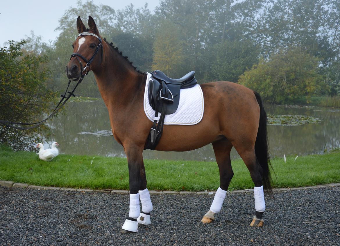 Anden særlig race Cassiopeia billede 5