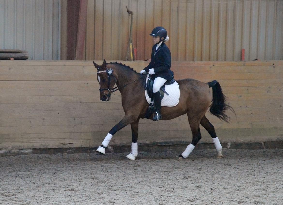 Anden særlig race Cassiopeia billede 2