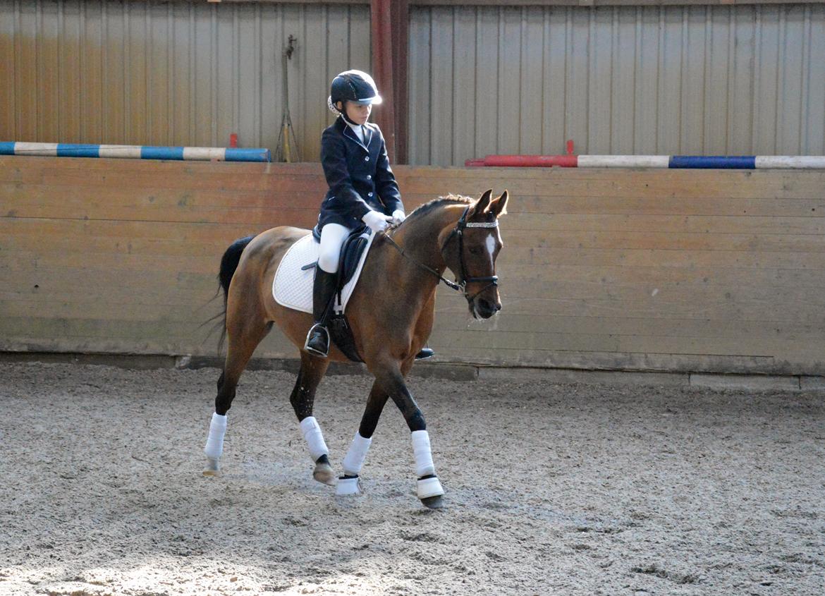 Anden særlig race Cassiopeia billede 4