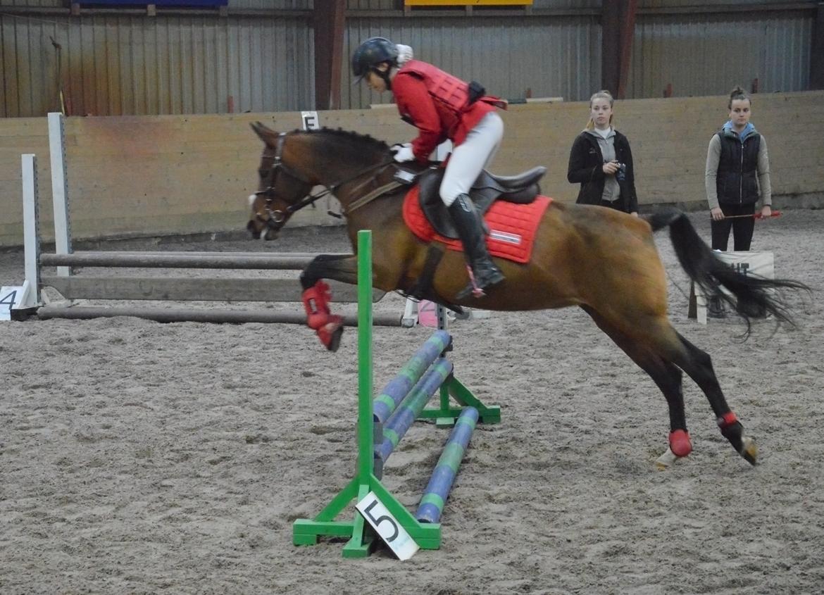 Anden særlig race Cassiopeia billede 6