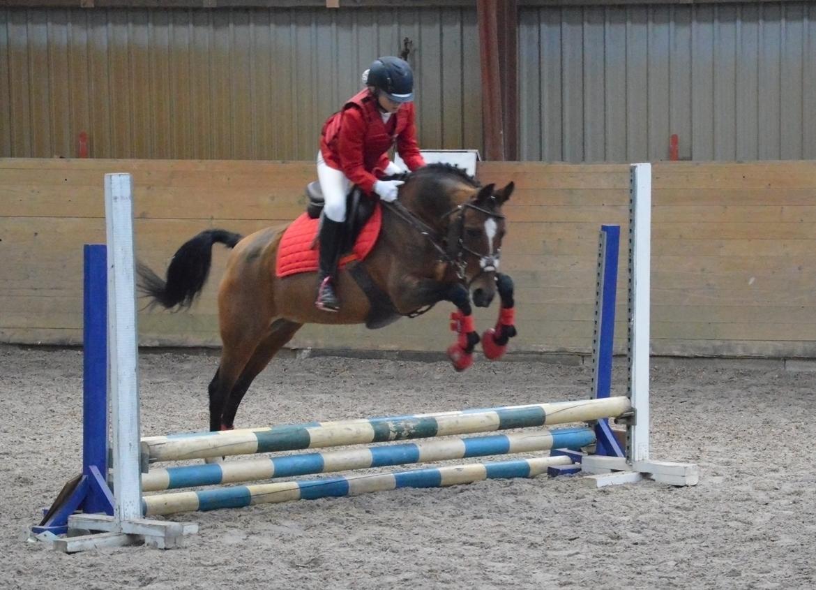 Anden særlig race Cassiopeia billede 12