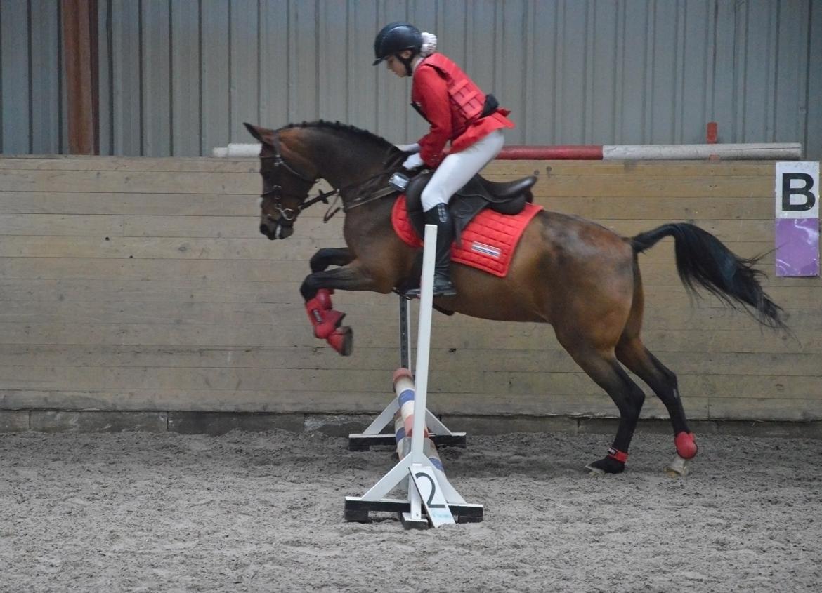 Anden særlig race Cassiopeia billede 18