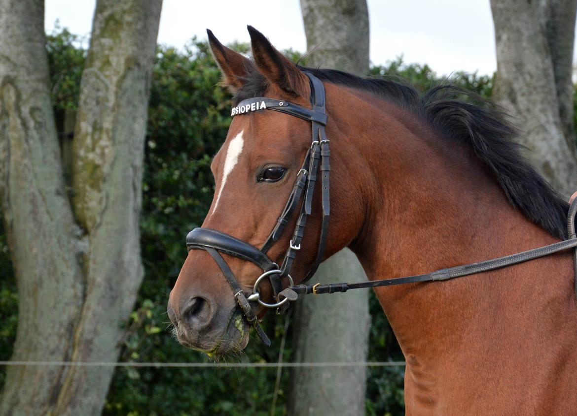 Anden særlig race Cassiopeia billede 19