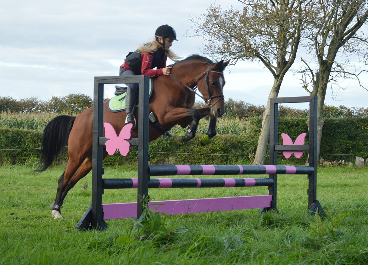 Anden særlig race Cassiopeia billede 3