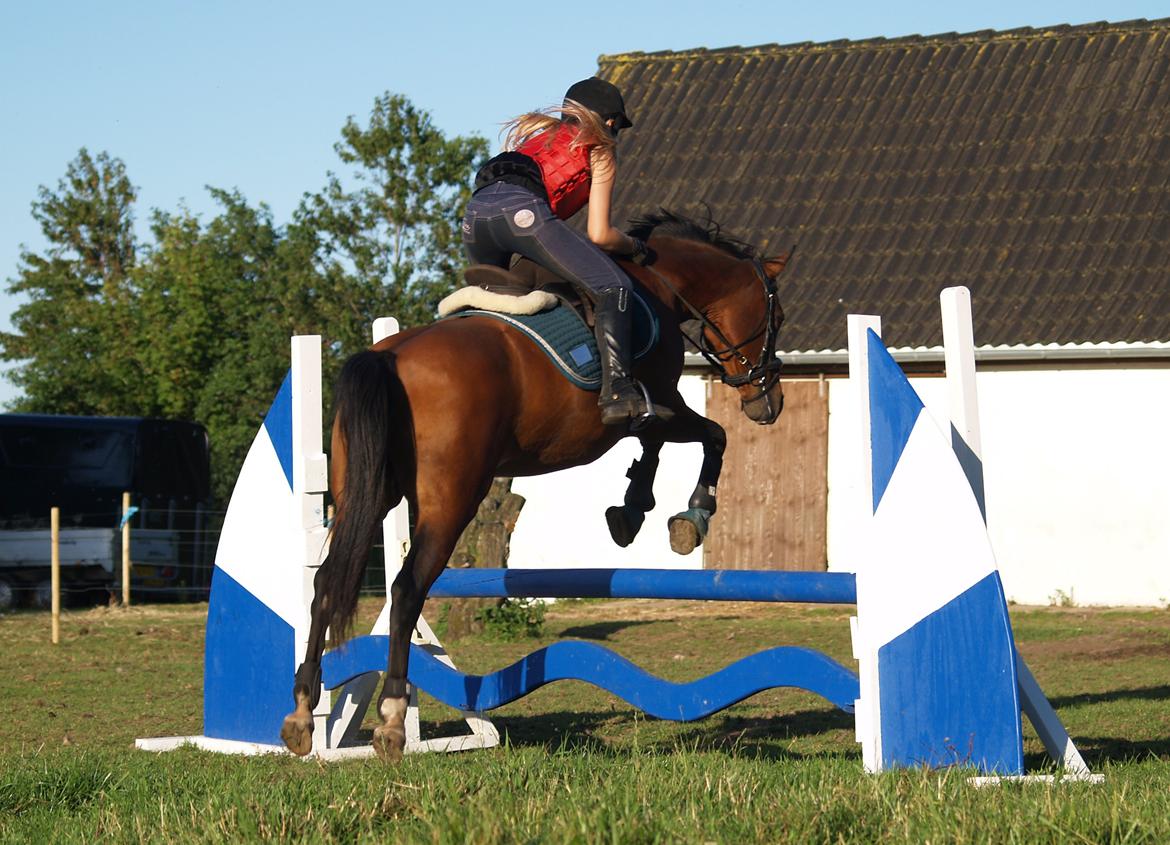 Anden særlig race Cassiopeia billede 13