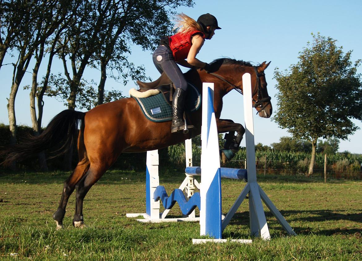 Anden særlig race Cassiopeia billede 16