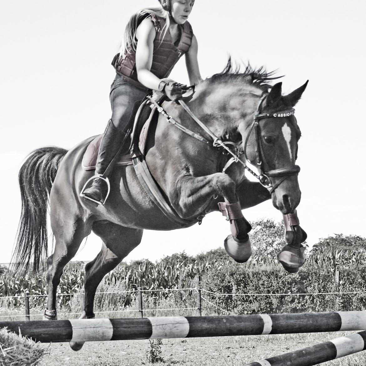 Anden særlig race Cassiopeia billede 21