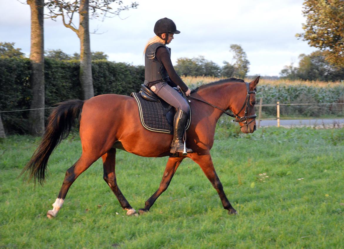 Anden særlig race Cassiopeia billede 15