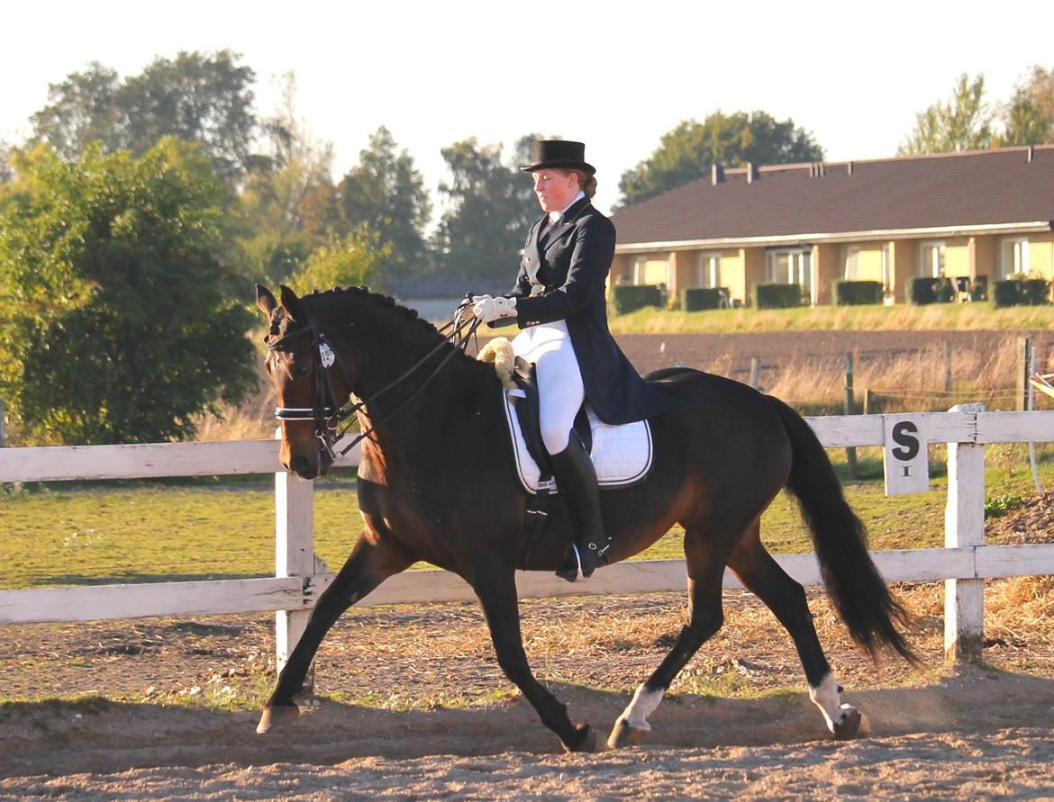 Welsh Cob (sec D) Avonvalley Lara-Croft billede 7