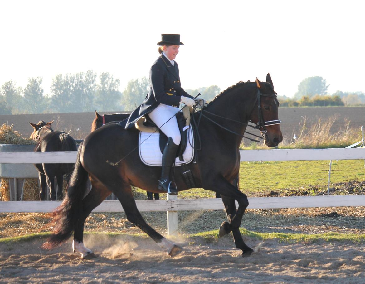 Welsh Cob (sec D) Avonvalley Lara-Croft billede 10